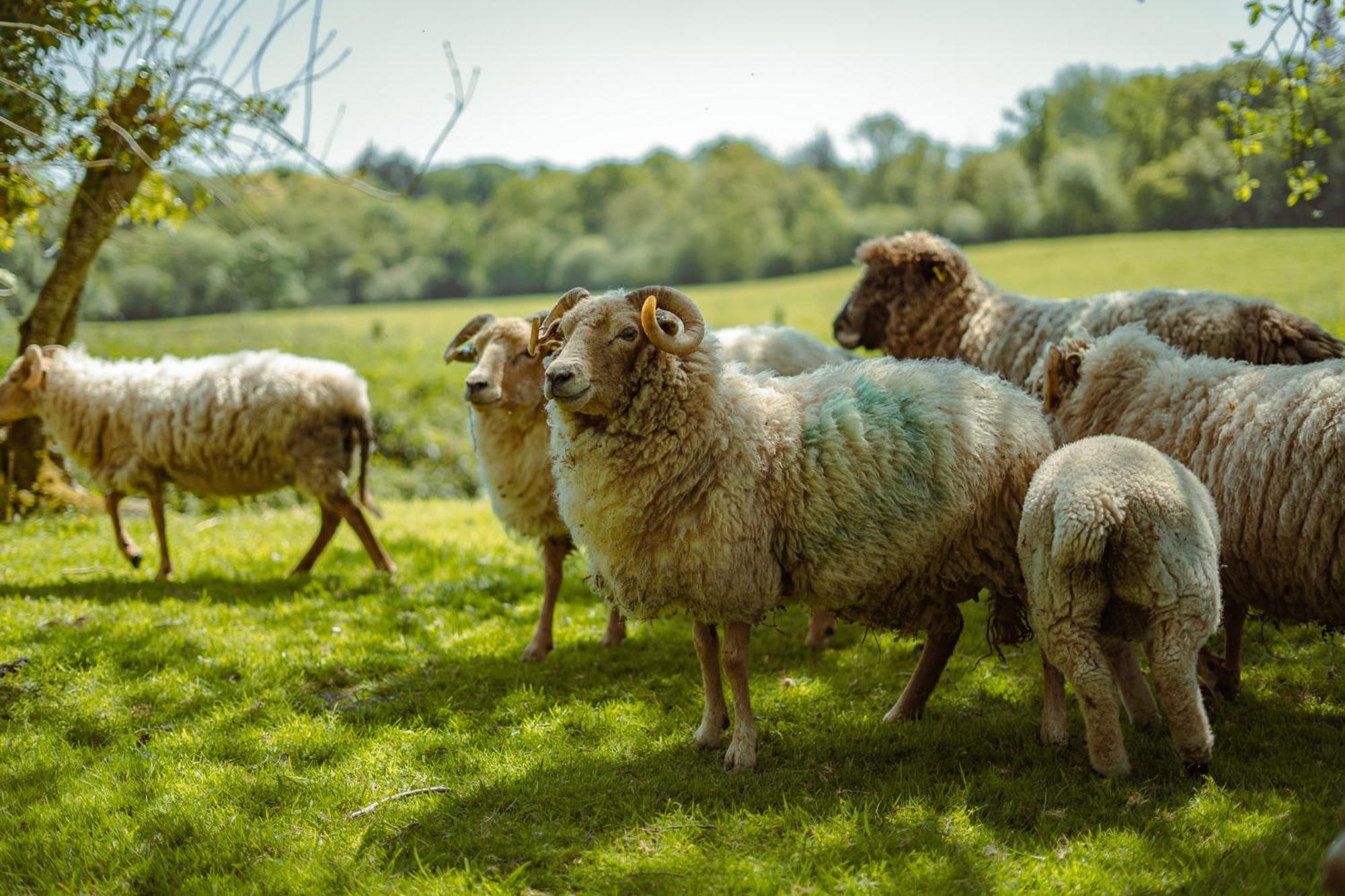 Somerset Shepherds Huts Winsham المظهر الخارجي الصورة