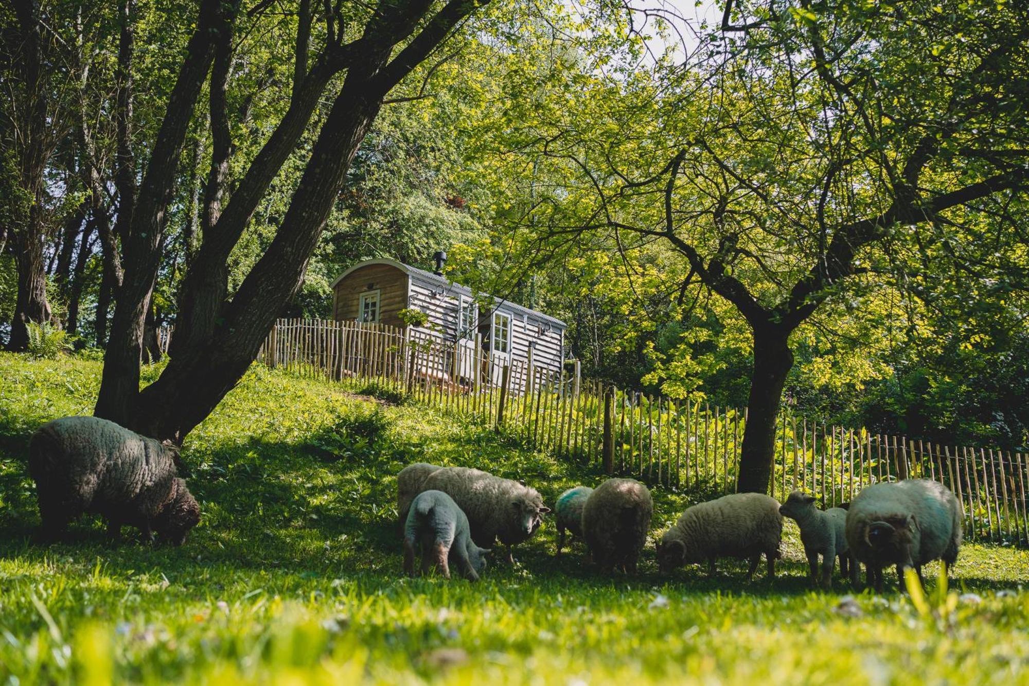 Somerset Shepherds Huts Winsham المظهر الخارجي الصورة
